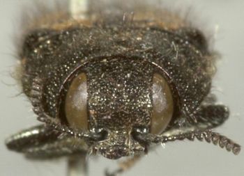 Media type: image;   Entomology 2722 Aspect: head frontal view